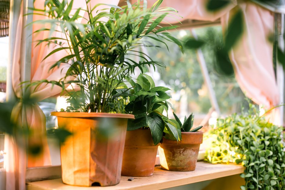 Groen muurdecor met verkoelende planten. Groen muurdecor met verkoelende planten.