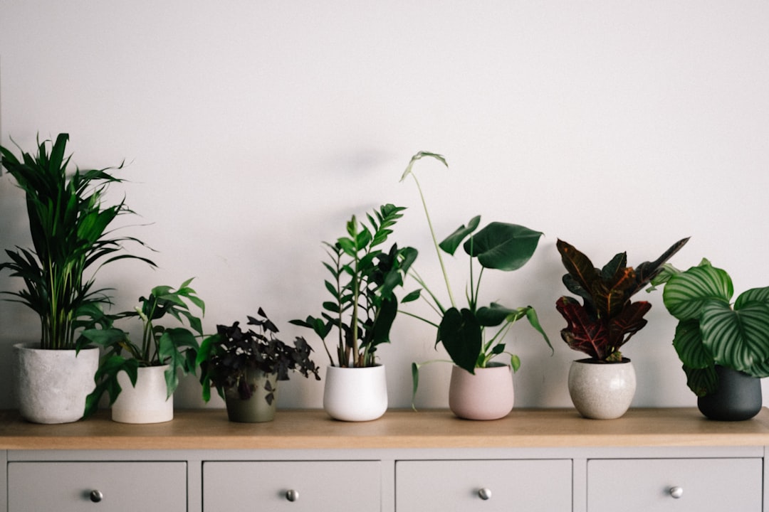 Planten als natuurlijke airco bij vensterbank. Planten als natuurlijke airco bij vensterbank.